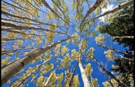 1-Hour-in-a-Healing-Aspen-Forest-w-Nature-Sounds-1080p-Pure-Relaxation-Video